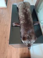 Prachtige zilvervos opgezette vos taxidermie, Verzamelen, Dierenverzamelingen, Ophalen of Verzenden, Zo goed als nieuw, Overige soorten