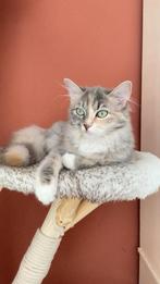 Te koop Ragdolls met stamboom, Poes, Ontwormd