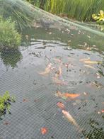 Diverse goudwindes en koi karpers, Dieren en Toebehoren, Vissen | Vijvervissen, Karper of Koi