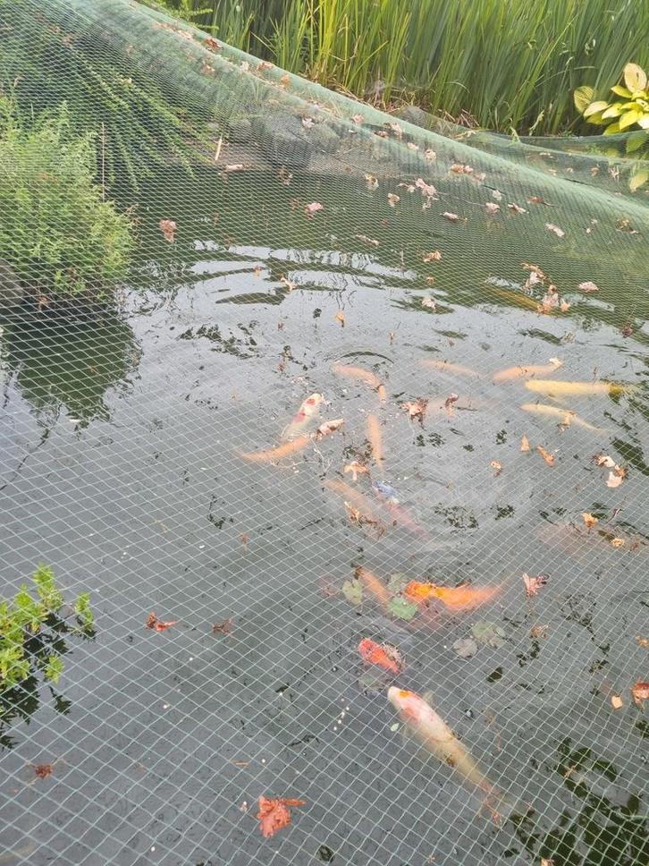 Diverse goudwindes en koi karpers, Dieren en Toebehoren, Vissen | Vijvervissen, Karper of Koi