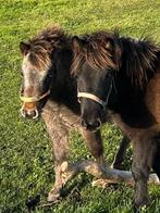 Diverse mini appaloosa paardjes, Merrie, A pony (tot 1.17m), Gechipt, 0 tot 2 jaar