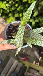 Ledebouria, Huis en Inrichting, Kamerplanten, Ophalen, Overige soorten, Minder dan 100 cm