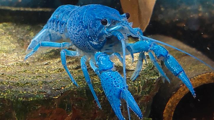 Blauwe Florida kreeft – Procambarus Alleni, Dieren en Toebehoren, Vissen | Aquariumvissen, Zoetwatervis, Kreeft, Krab of Garnaal