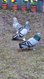 Takla Duiven, Dieren en Toebehoren, Meerdere dieren, Postduif