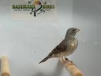 Witstuit edelzanger - serinus leucopygius, Dieren en Toebehoren, Meerdere dieren, Tropenvogel, Geringd