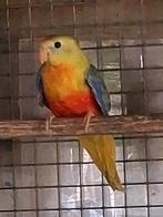 Turquoisine parkiet, Dieren en Toebehoren, Mannelijk, Parkiet, Geringd