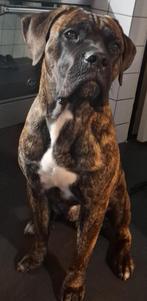 Cane Corso Reu op zoek naar een warm en gouden mandje, Dieren en Toebehoren, Reu, CDV (hondenziekte), 1 tot 2 jaar, Groot