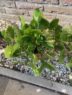 pannenkoekenplant (Pilea peperomoides), Huis en Inrichting, Kamerplanten, Overige soorten, Minder dan 100 cm, Halfschaduw, In pot