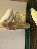 Mooie Engelse parkieten 3 wit en 3 ino man, Dieren en Toebehoren, Vogels | Parkieten en Papegaaien