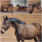 Gave 3 jarige merrie!, Merrie, Met stamboom, Dressuurpaard, Onbeleerd