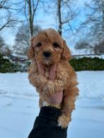 Maltipoo pups, maltezer x toy poedel, Dieren en Toebehoren, Honden | Chihuahua's en Gezelschapshonden, Nederland, Overige rassen