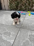 Cavapoo pups  reutjes  🐶 mogen nest verlaten, Dieren en Toebehoren, Honden | Chihuahua's en Gezelschapshonden, Rabiës (hondsdolheid)