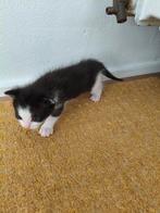 Aangeboden kittens., Dieren en Toebehoren, Katten en Kittens | Overige Katten