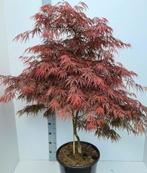 Acer palm. Garnet (rode, japanse esdoorn) 30/40/50 5 lt pot, Tuin en Terras, Ophalen, Bloeit niet, Overige soorten, Halfschaduw
