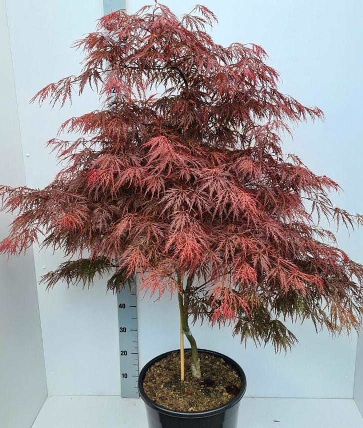Acer palm. Garnet (rode, japanse esdoorn) 30/40/50 5 lt pot, Tuin en Terras, Planten | Tuinplanten, Overige soorten, Halfschaduw