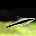 Siamensis 3.50 per stuk, Vis, Zoetwatervis, Schoolvis