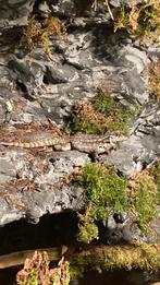 Leiocephalidae leguanen, Dieren en Toebehoren, Ophalen, Zo goed als nieuw