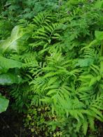 varen Bolletjesvaren Onoclea sensibilis, Ophalen, Vaste plant, Varens, Halfschaduw