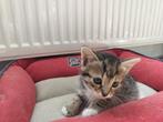 5 kittens zoeken nieuw thuis