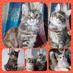Maine coons met stamboom, Dieren en Toebehoren, Katten en Kittens | Raskatten | Langhaar, Meerdere dieren, Gechipt, 0 tot 2 jaar