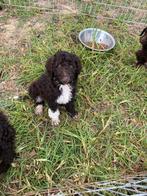 Schitterende choko kleine grote poedel pups, Poedel, Particulier, 15 weken tot 1 jaar, Buitenland