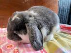 Lieve NHD ram, Mannelijk, Dwerg