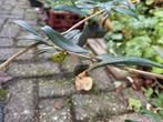 olijf plant, Ophalen, Volle zon, Overige soorten, Minder dan 100 cm