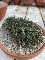 Caudex Euphorbia Planiceps herkomst uit Zuid Afrika pot 20cm, Overige soorten, In pot, Minder dan 100 cm, Bloeiende kamerplant