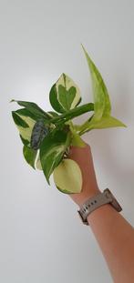 🌿 Kopstek pakket / stekjes box 🌿 €15,- incl verzending️ ❕, Ophalen of Verzenden, Overige soorten, Minder dan 100 cm