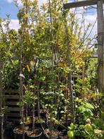 Italiaanse import fruitbomen potgekweekt laagstam stevig, Lente, Volle zon, 100 tot 250 cm, Ophalen