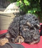 Bernedoodles mogen dit weekend naar hun baasjes, Dieren en Toebehoren, Honden | Niet-rashonden, CDV (hondenziekte), 8 tot 15 weken