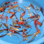 Kweker Suda, tosai all-mix 12/15cm: 15,- !!, Karper of Koi