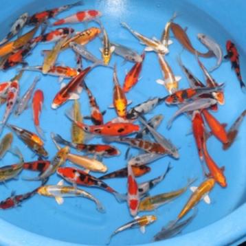 Kweker Suda, tosai all-mix 12/15cm: 15,- !! beschikbaar voor biedingen