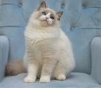Ragdoll kittens 🐱, Dieren en Toebehoren, Katten en Kittens | Raskatten | Langhaar, Meerdere dieren, Gechipt