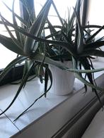 Aloe Vera plant super mooi, Minder dan 100 cm, Halfschaduw, In pot, Ophalen