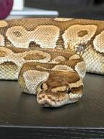 Lieve, rustige, koningspython inclusief terrarium, Dieren en Toebehoren, Reptielen en Amfibieën, Slang, Met terrarium, 3 tot 6 jaar