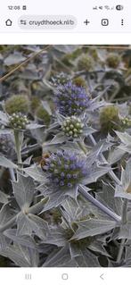 Zaden blauwe zeedistel, Ophalen of Verzenden, Volle zon