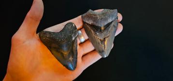 megalodon tanden  beschikbaar voor biedingen