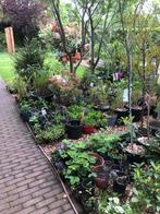 Gifvrij tuincentrum Vlijmen (Den Bosch), Tuin en Terras, Ophalen, Zomer, Overige soorten, Halfschaduw
