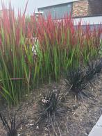 Red Baron, Imperata cylindrica, Japans bloedgras, Ophalen, Volle zon, Vaste plant, Siergrassen