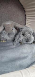 Minilop nhd konijntjes  verwacht 10 februari, Meerdere dieren, Dwerg