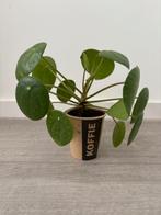 Pannenkoekplant, Huis en Inrichting, Kamerplanten, Ophalen, Overige soorten, Minder dan 100 cm