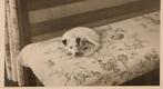 Nelis de Hond ca 1950, Verzenden, Foto, Zo goed als nieuw, 1940 tot 1960