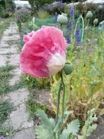 Papaver somniferum Tourneur-Freres-B zaden, Ophalen of Verzenden, Voorjaar, Zaad, Volle zon