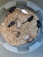 Leuke gerbils, Dieren en Toebehoren, Knaagdieren, Juli, Meerdere dieren, Overige typen