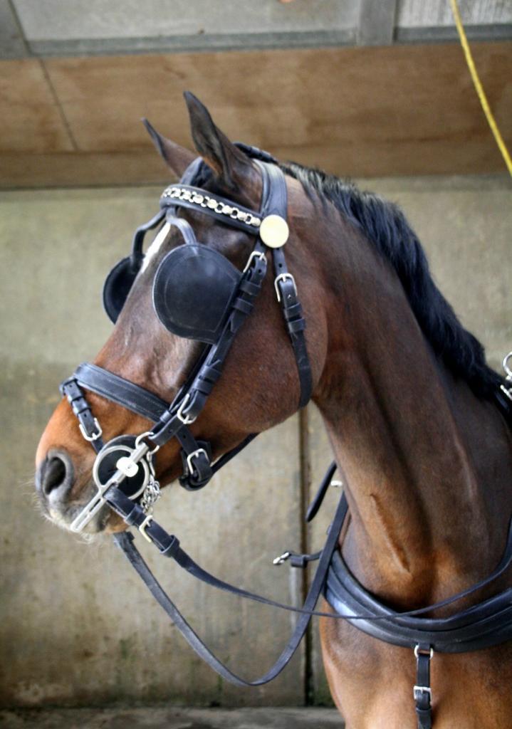 Super mooi mentuig, Dieren en Toebehoren, Paarden en Pony's | Hoofdstellen en Tuigage, Zo goed als nieuw, Overige soorten, Ophalen of Verzenden
