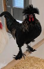 Haan kraaikop/zijdehoen, Dieren en Toebehoren, Mannelijk, Kip