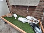 Te koop, jonge dwerghangoor konijntjes konijn dwerg hangoor, Dieren en Toebehoren, Konijnen, Meerdere dieren, Dwerg, Hangoor