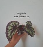 Begonia Rex Fireworks, Ophalen of Verzenden, Overige soorten, Minder dan 100 cm