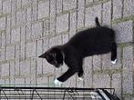 Kittens/poesjes, Poes
